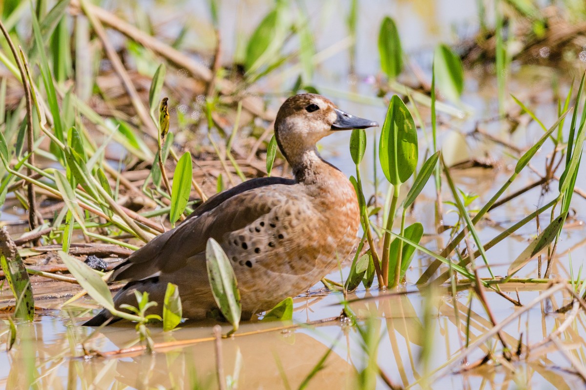 Canard amazonette - ML617563879