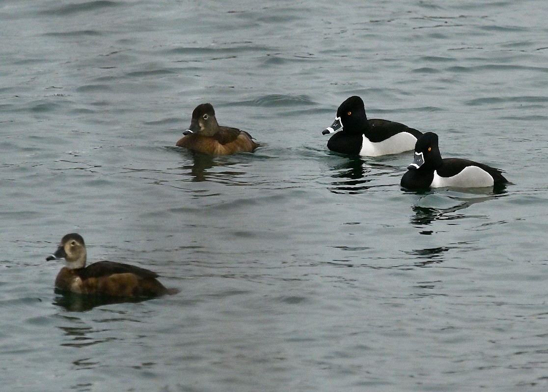 Ring-necked Duck - ML617563887