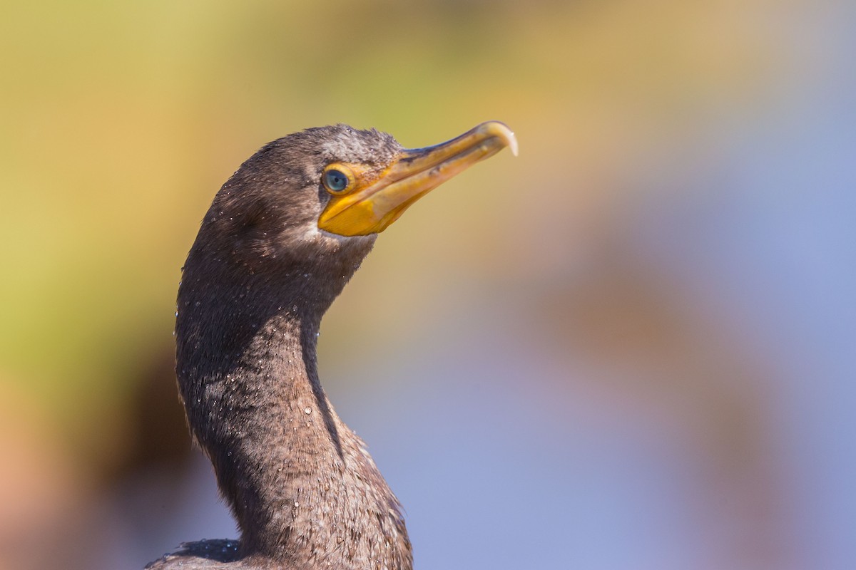 Cormorán Biguá - ML617563900