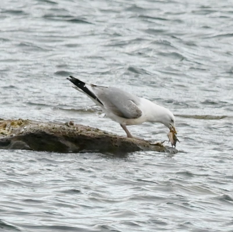 Herring Gull - Regis Fortin