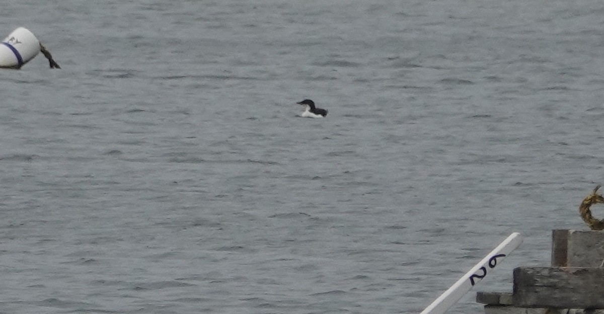 Thick-billed Murre - ML617563910