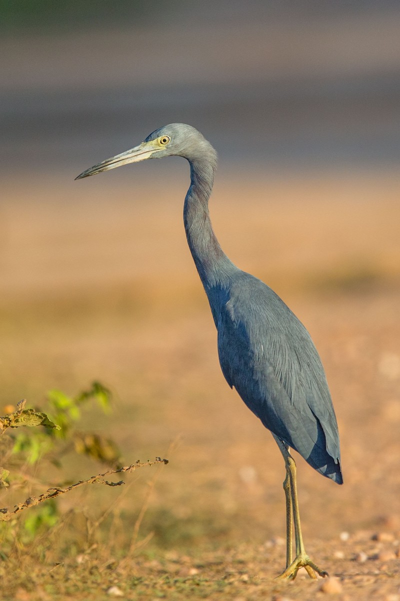 Little Blue Heron - ML617563913