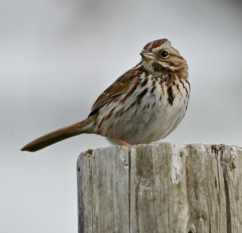 Song Sparrow - Regis Fortin