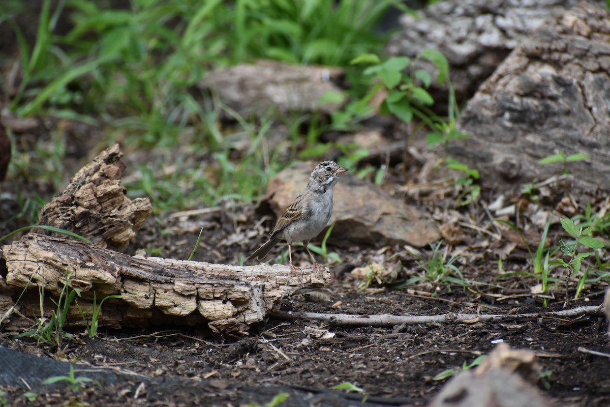 Cassin's Sparrow - ML617564065