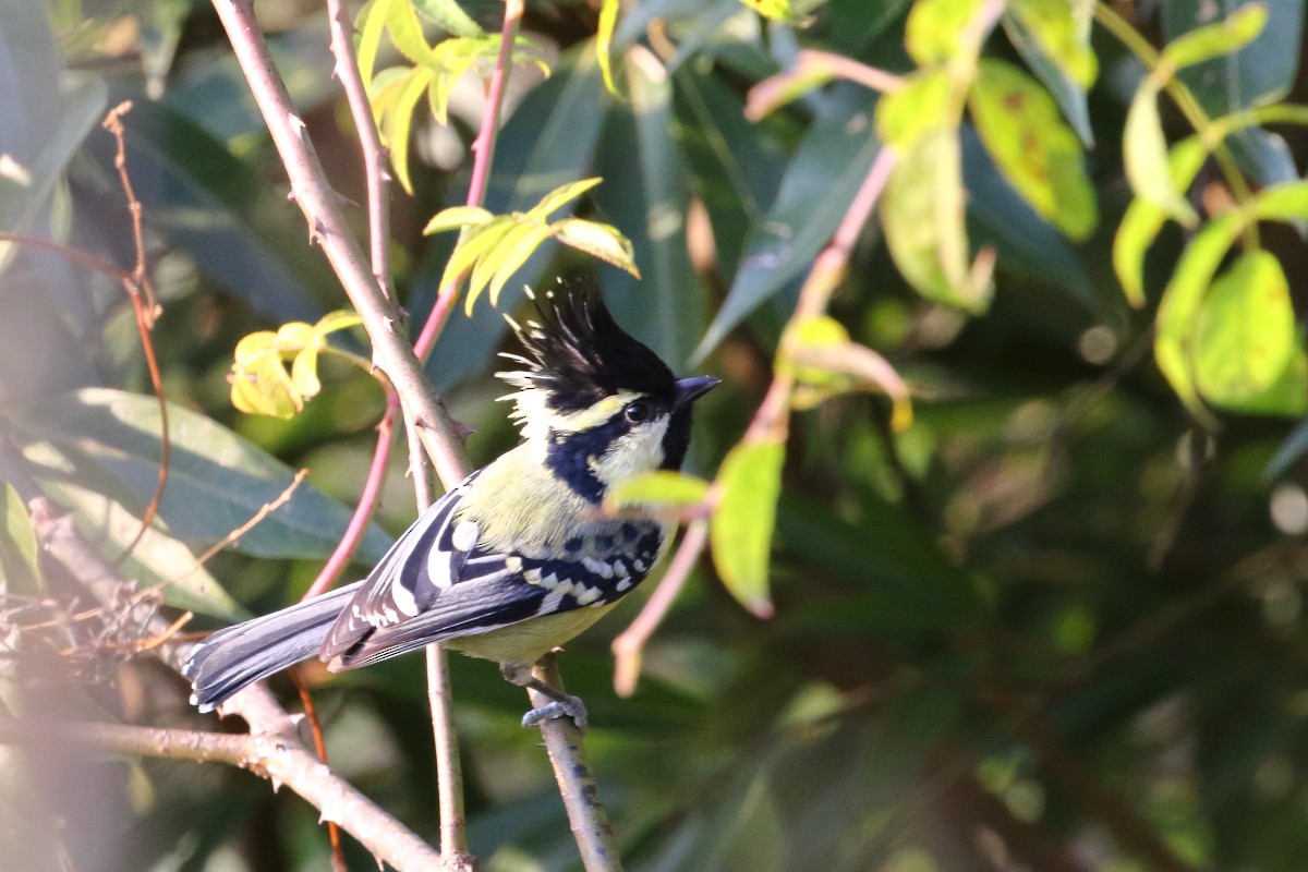 Himalayan Black-lored Tit - ML617564071