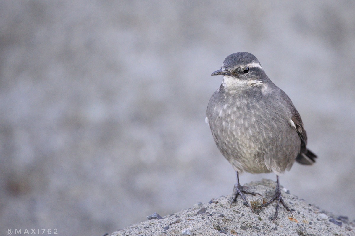 Dark-bellied Cinclodes - ML617564108
