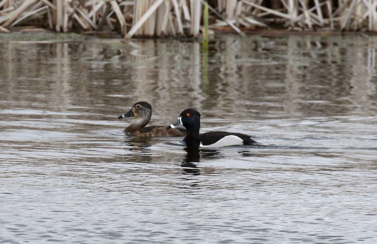 Ring-necked Duck - ML617564148