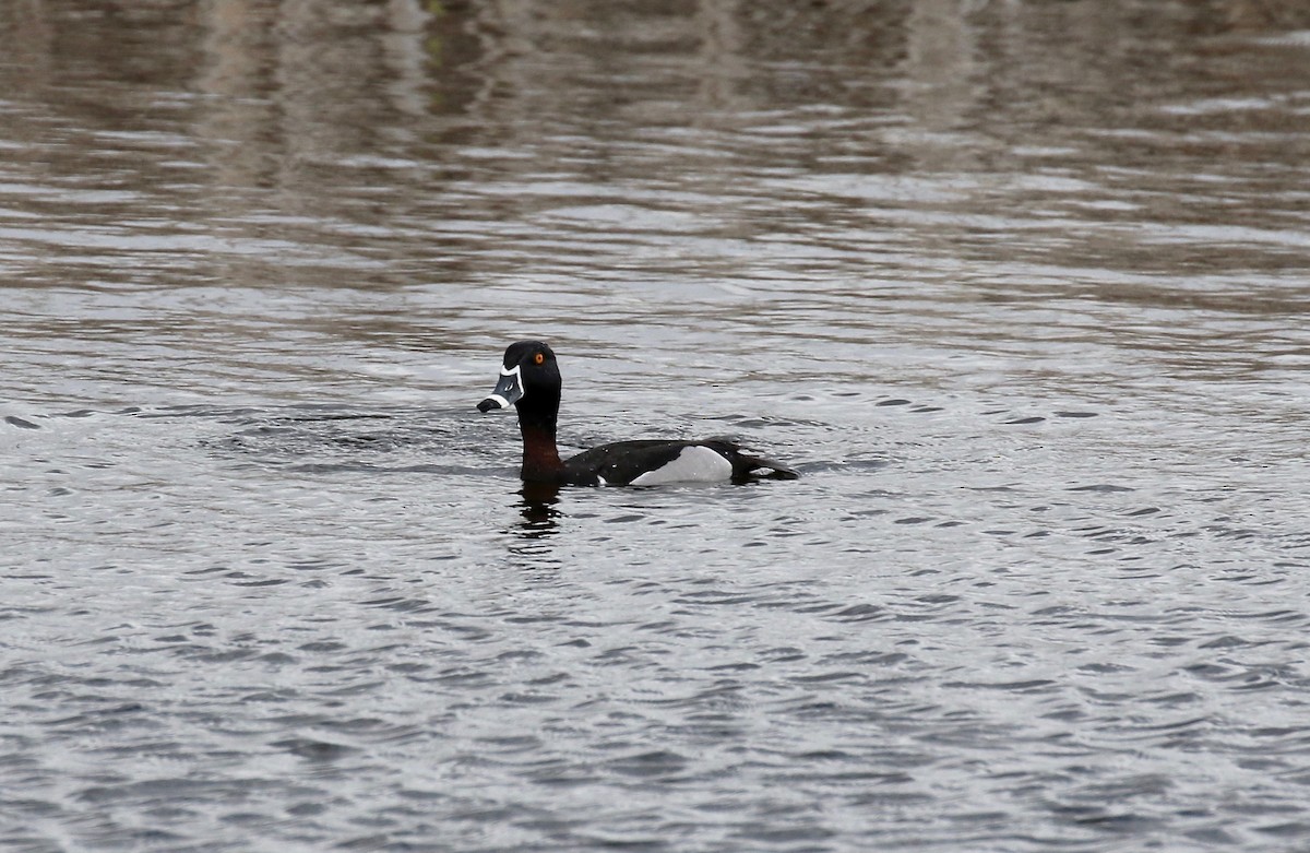 Ring-necked Duck - ML617564151