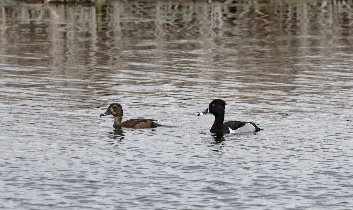 Ring-necked Duck - ML617564153