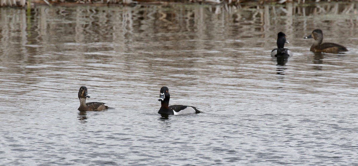 Ring-necked Duck - ML617564155