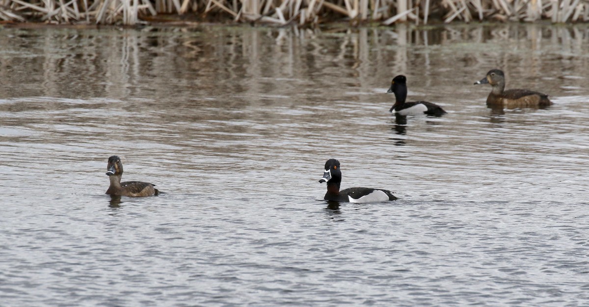 Ring-necked Duck - ML617564156