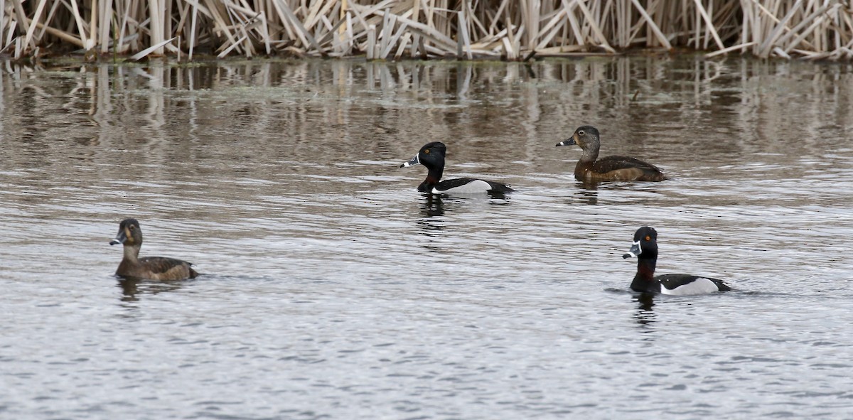 Ring-necked Duck - ML617564157