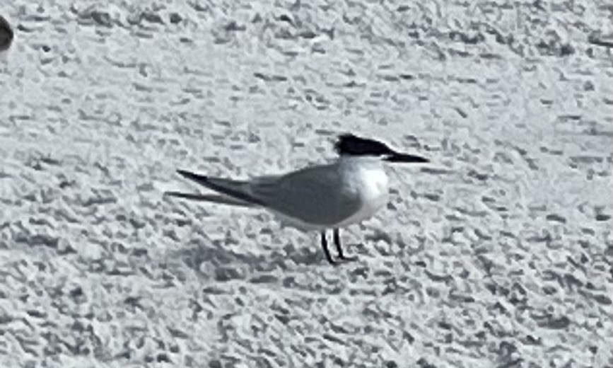 Sandwich Tern - Katie Rice