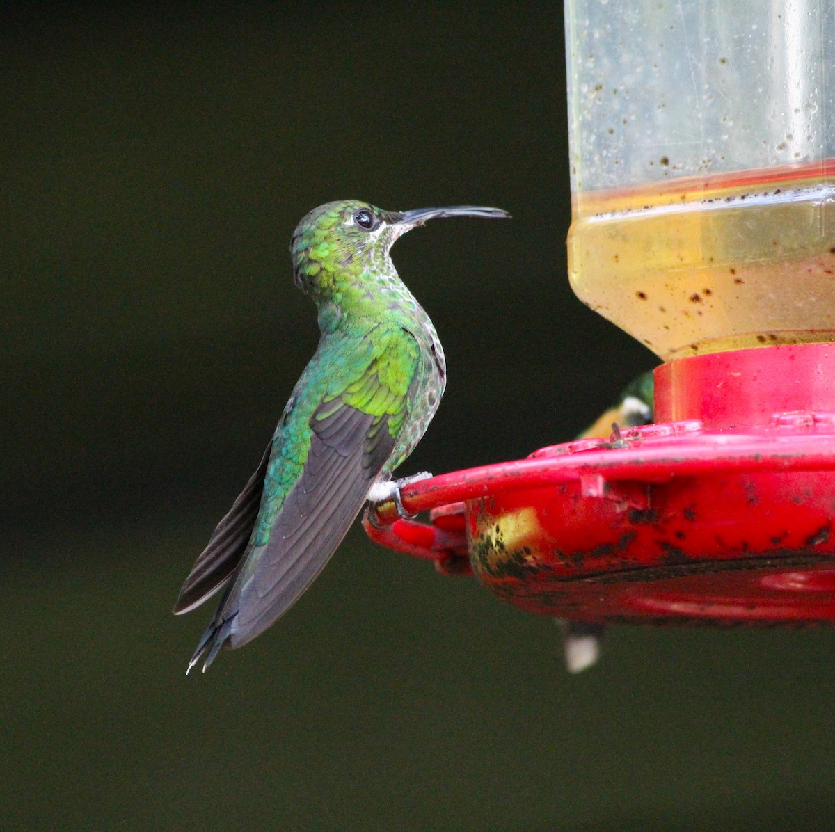 Grünstirn-Brillantkolibri - ML617564174