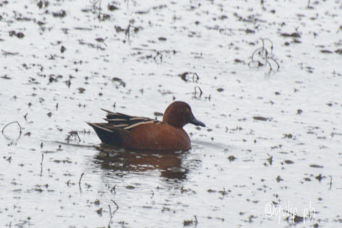 Cinnamon Teal - ML617564185