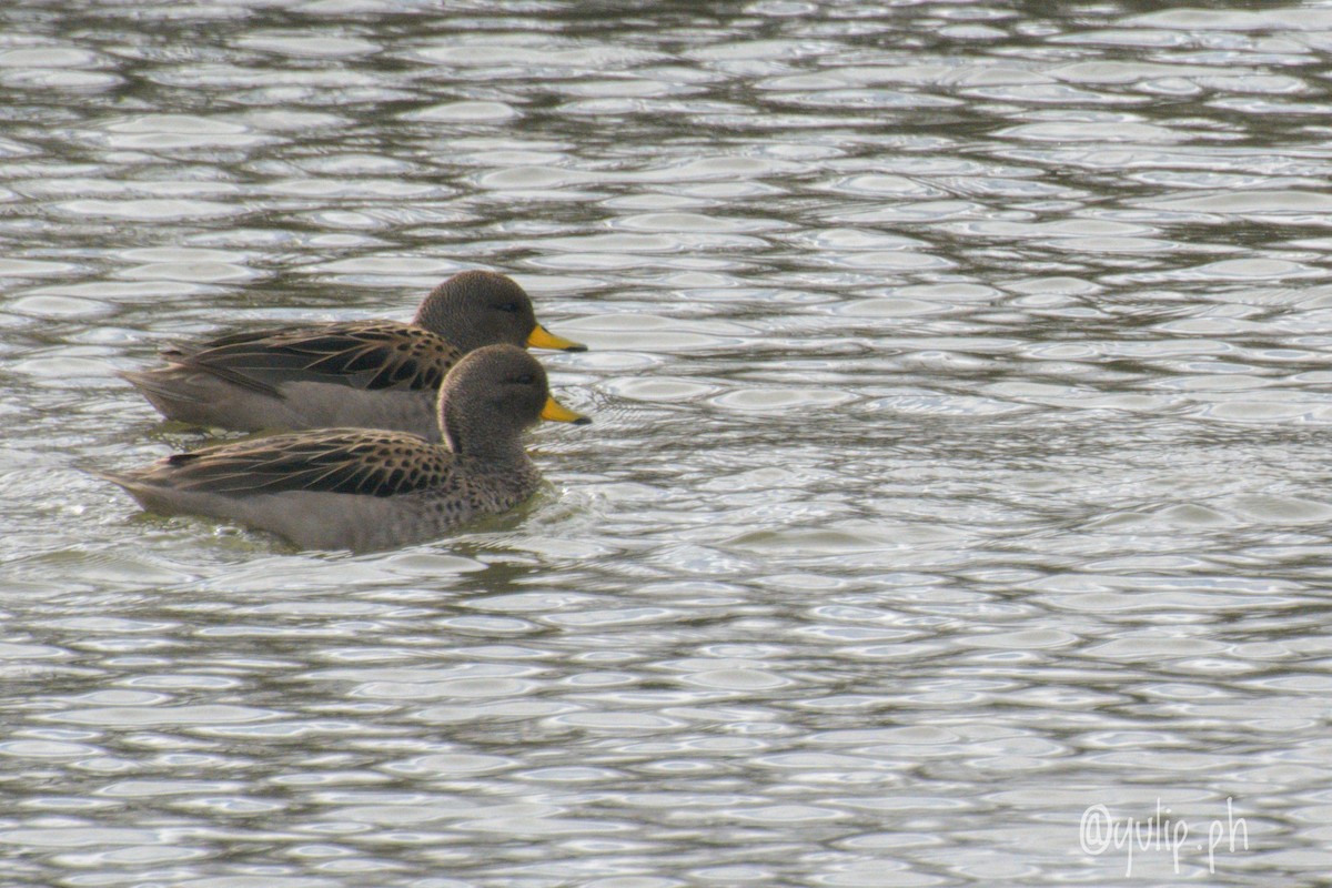 Yellow-billed Teal - ML617564225