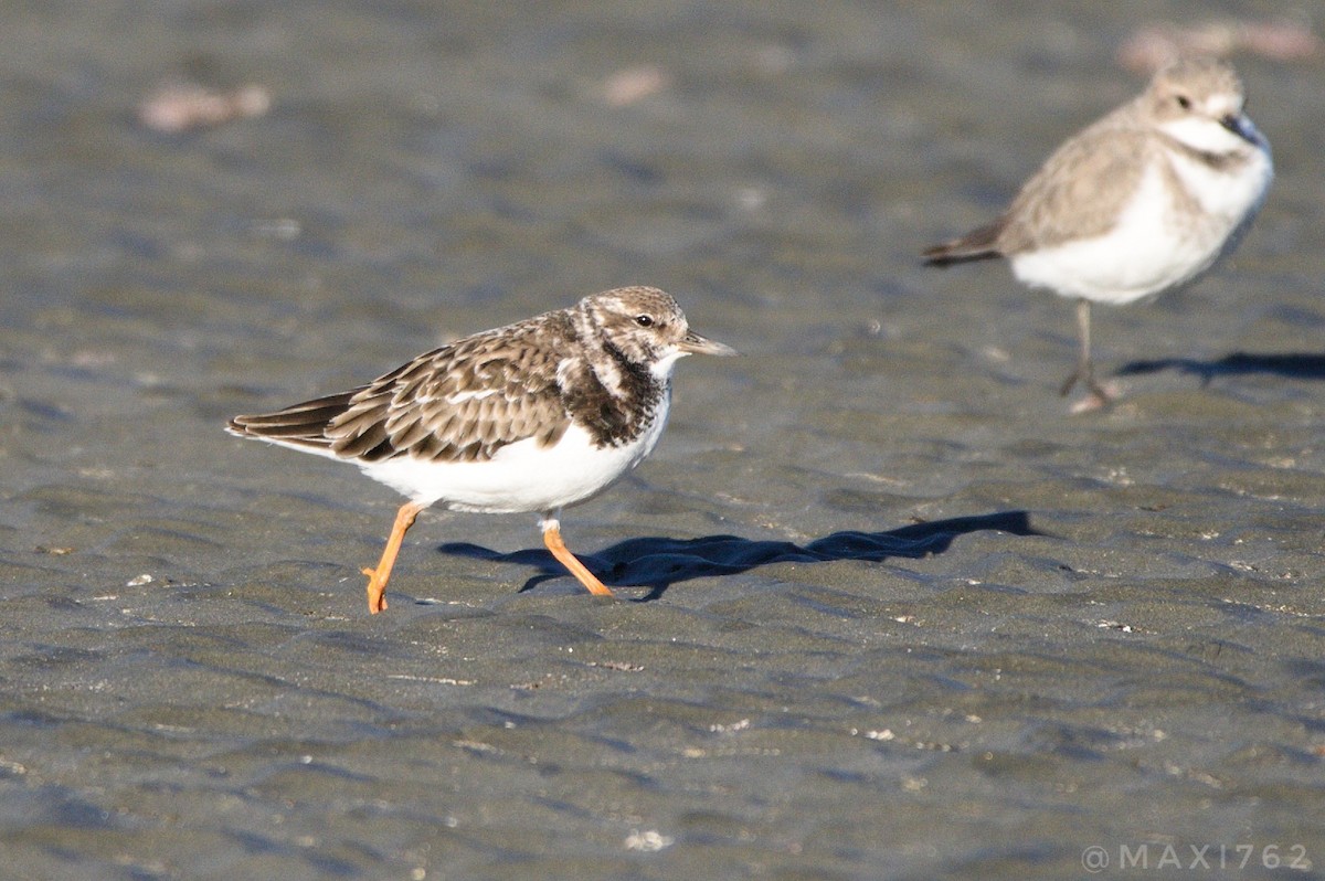 Ruddy Turnstone - ML617564248