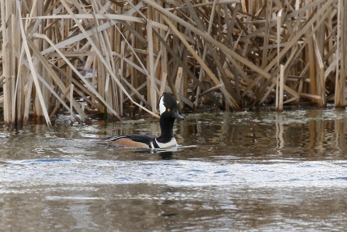 Hooded Merganser - ML617564292