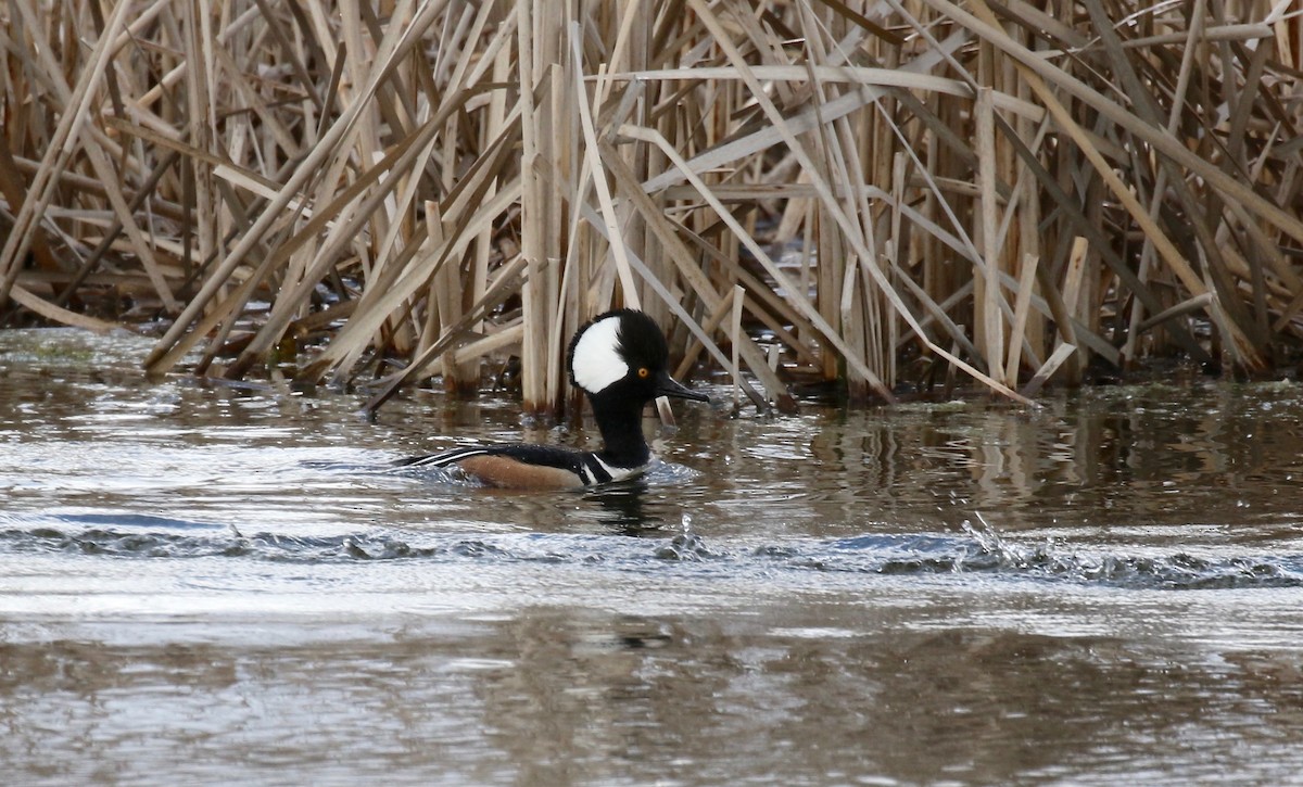 Hooded Merganser - ML617564295