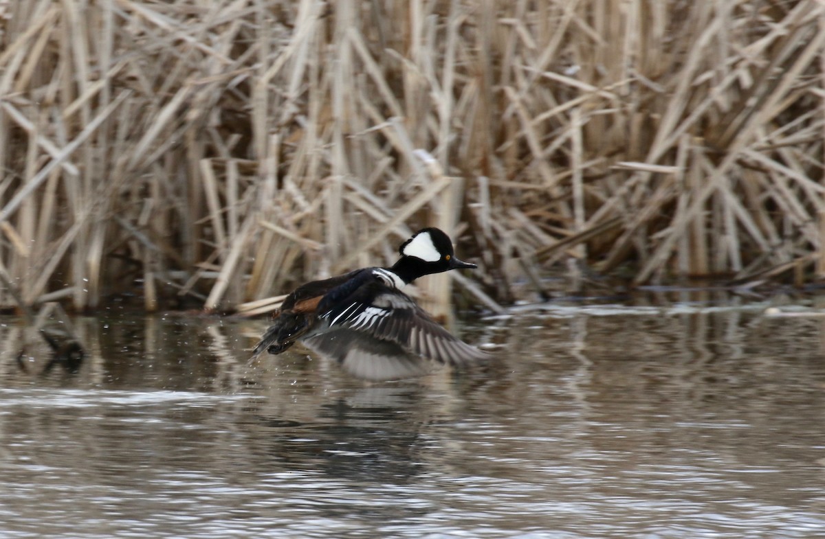 Hooded Merganser - ML617564299