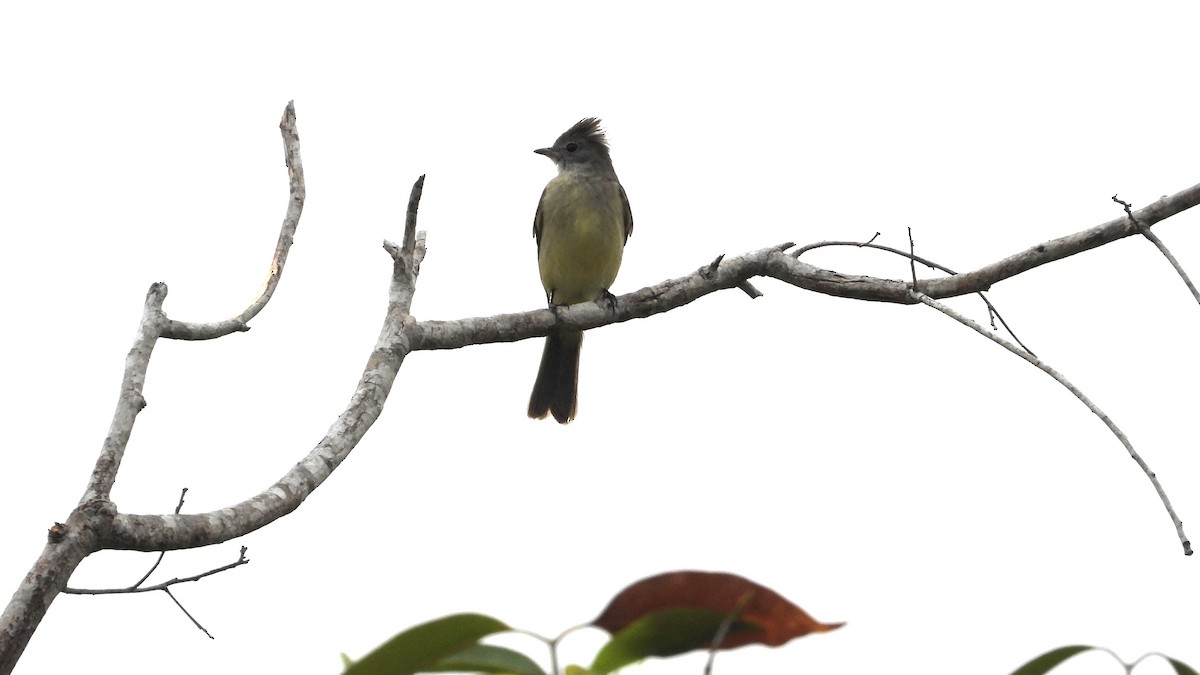 Yellow-bellied Elaenia - Chuck Schussman