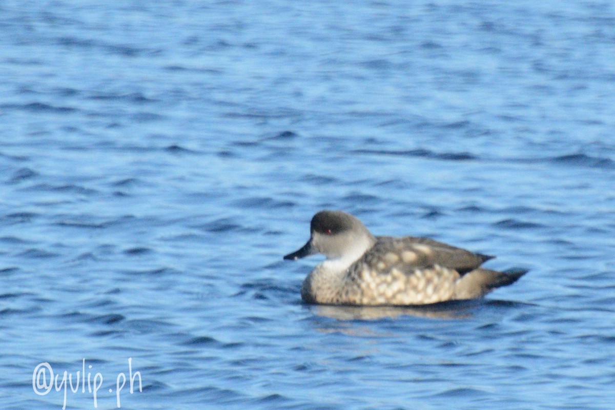 Crested Duck - ML617564348