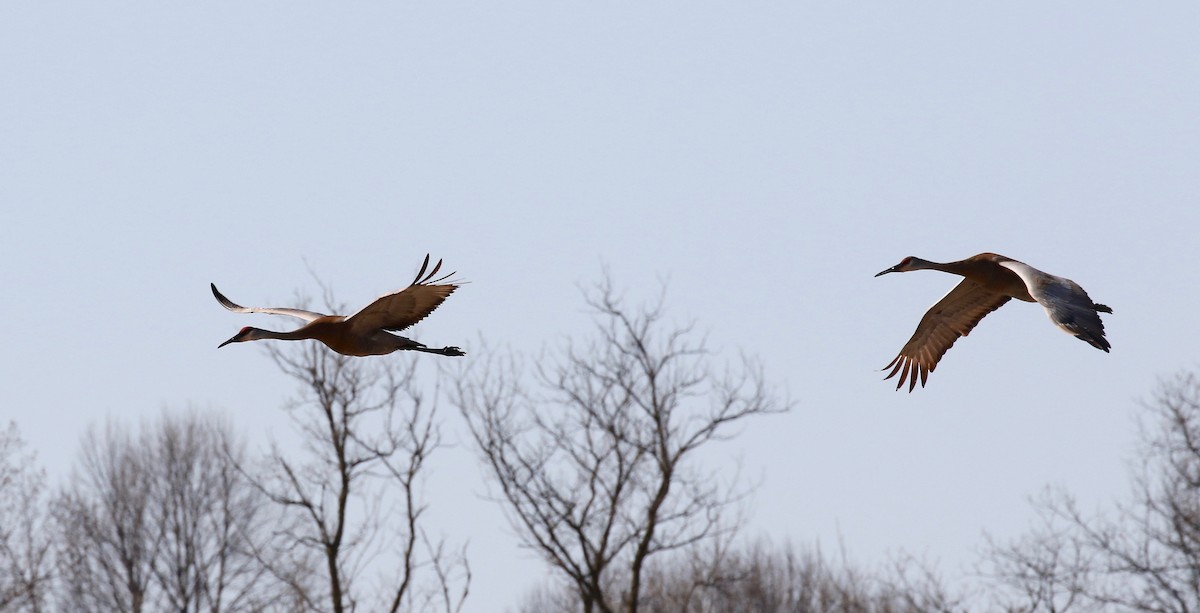 Sandhill Crane - ML617564379