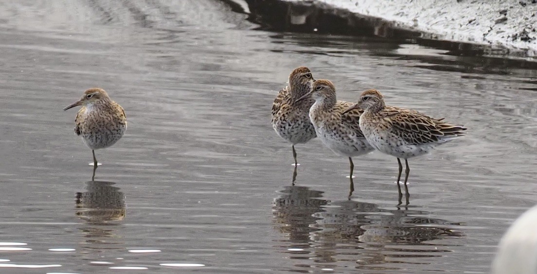 Sharp-tailed Sandpiper - ML617564492