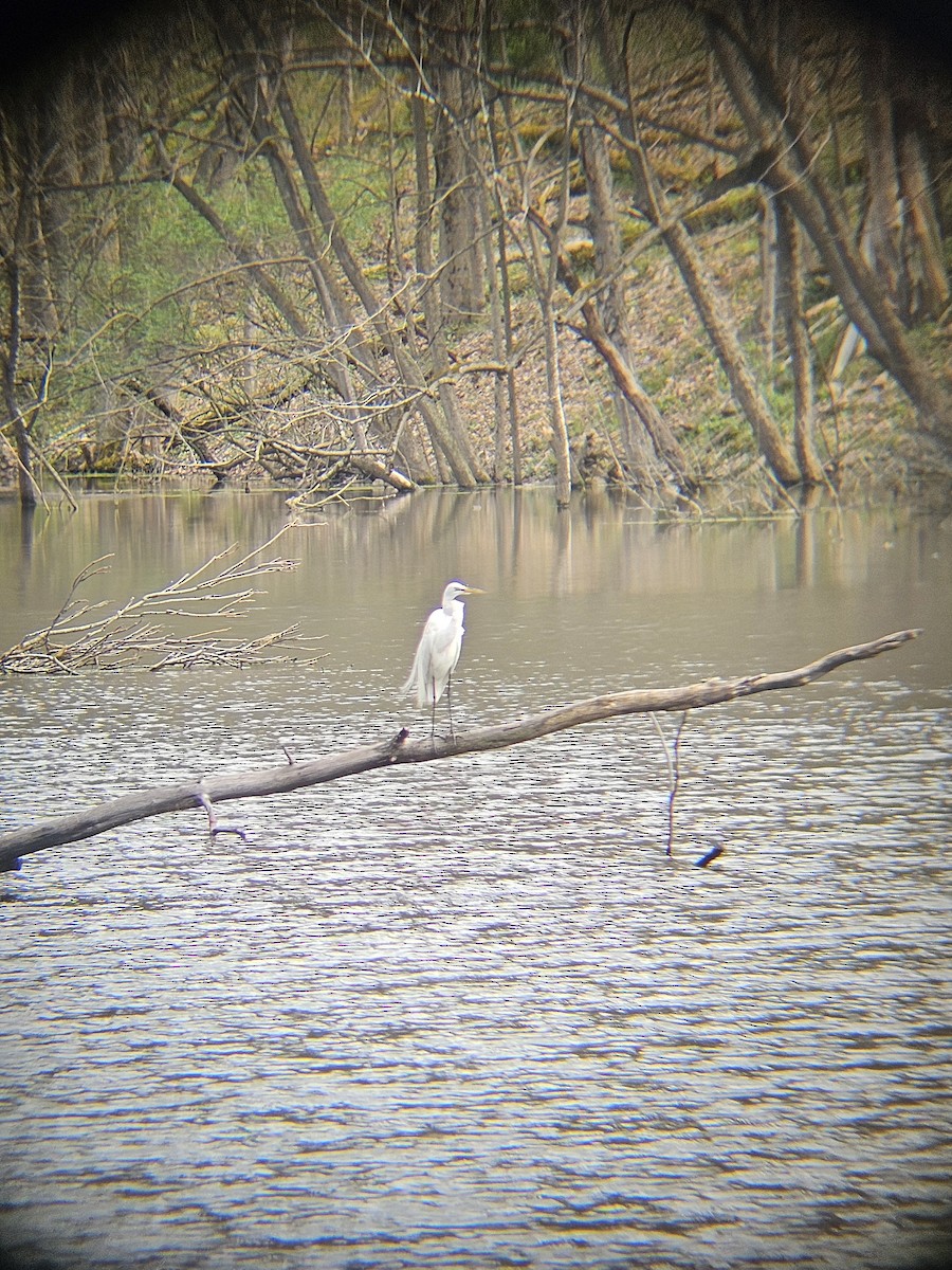 Great Egret - ML617564513