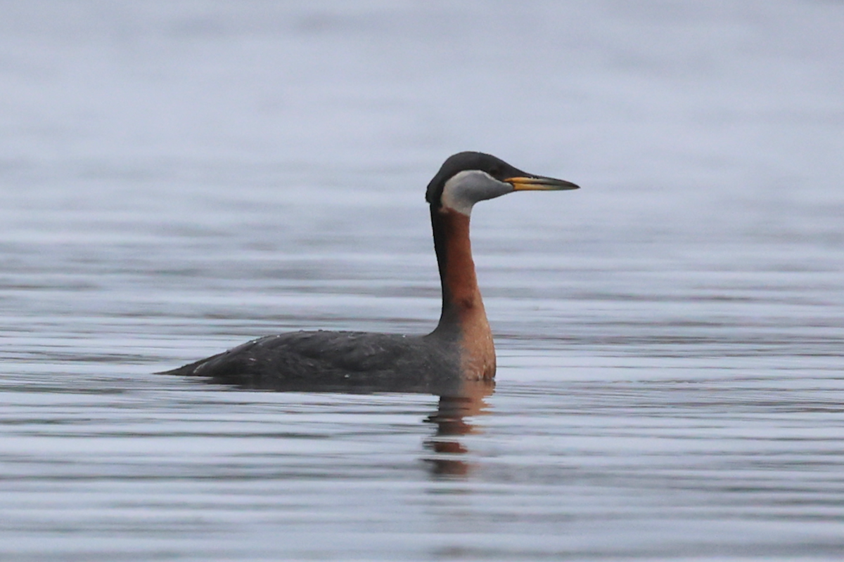 Red-necked Grebe - Leo Weiskittel