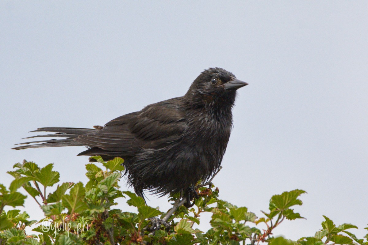 Austral Blackbird - ML617564626