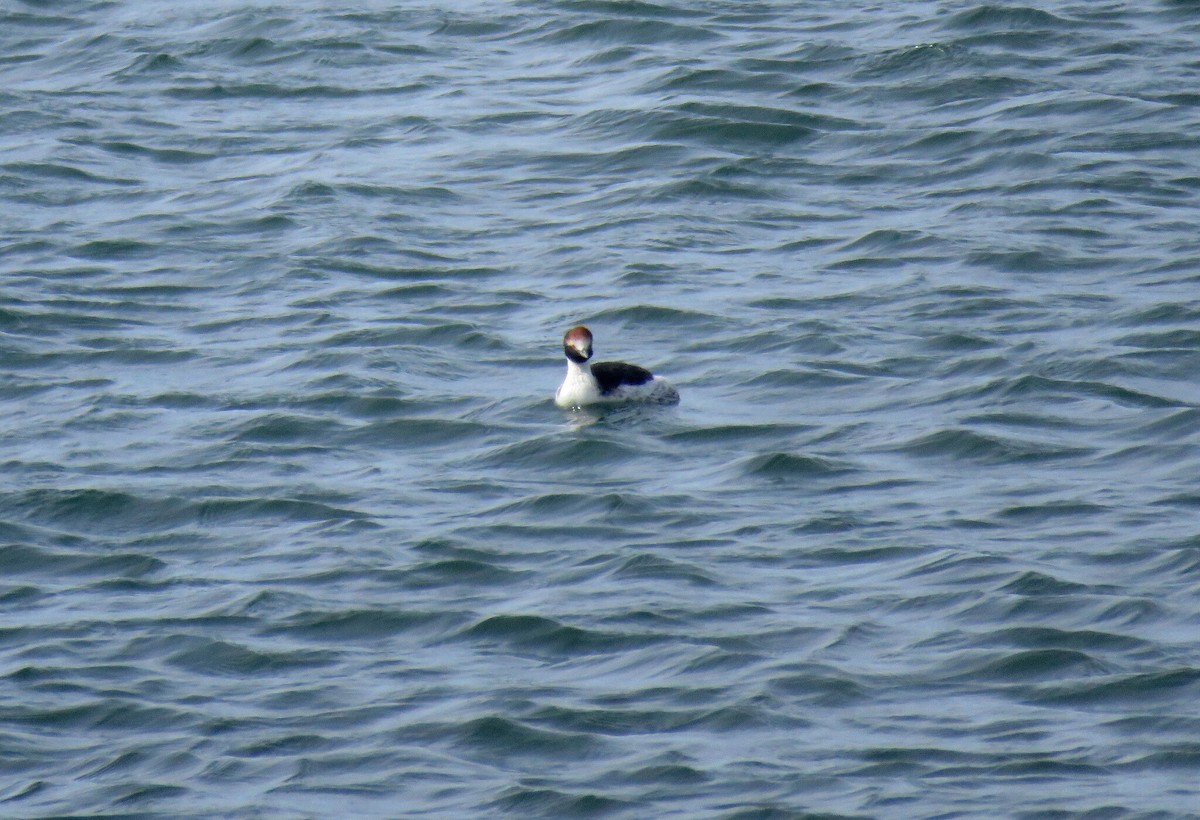 Hooded Grebe - ML617564637