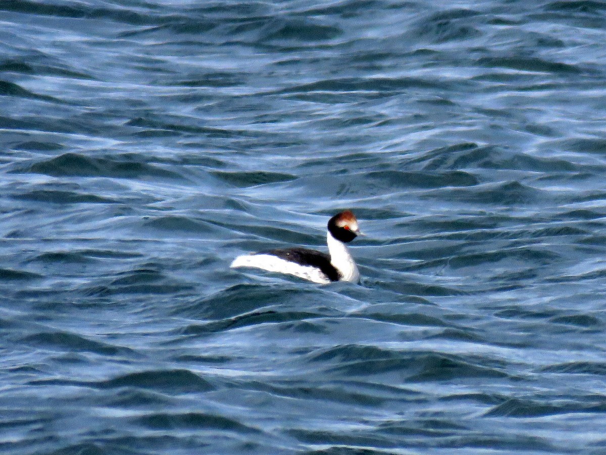 Hooded Grebe - ML617564638