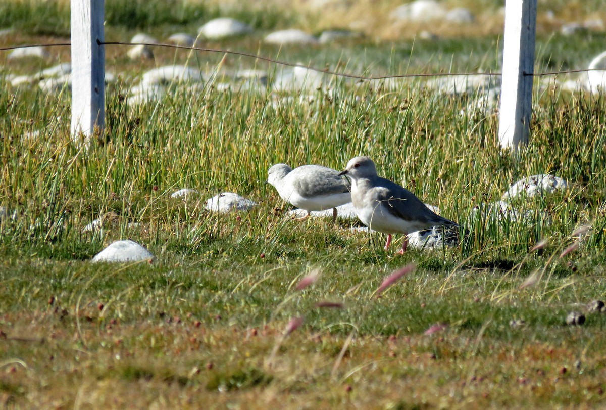 Magellanic Plover - ML617564644