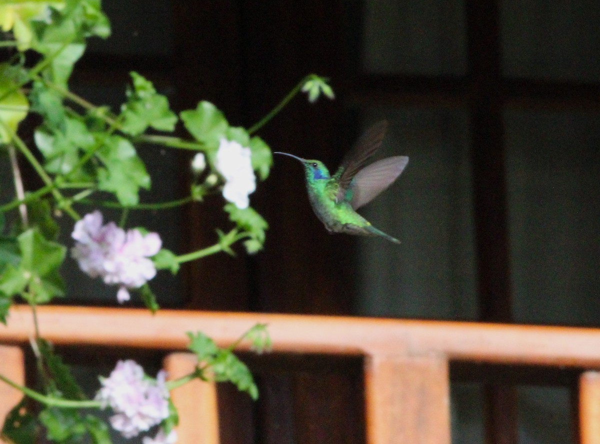 kolibřík modrouchý - ML617564650