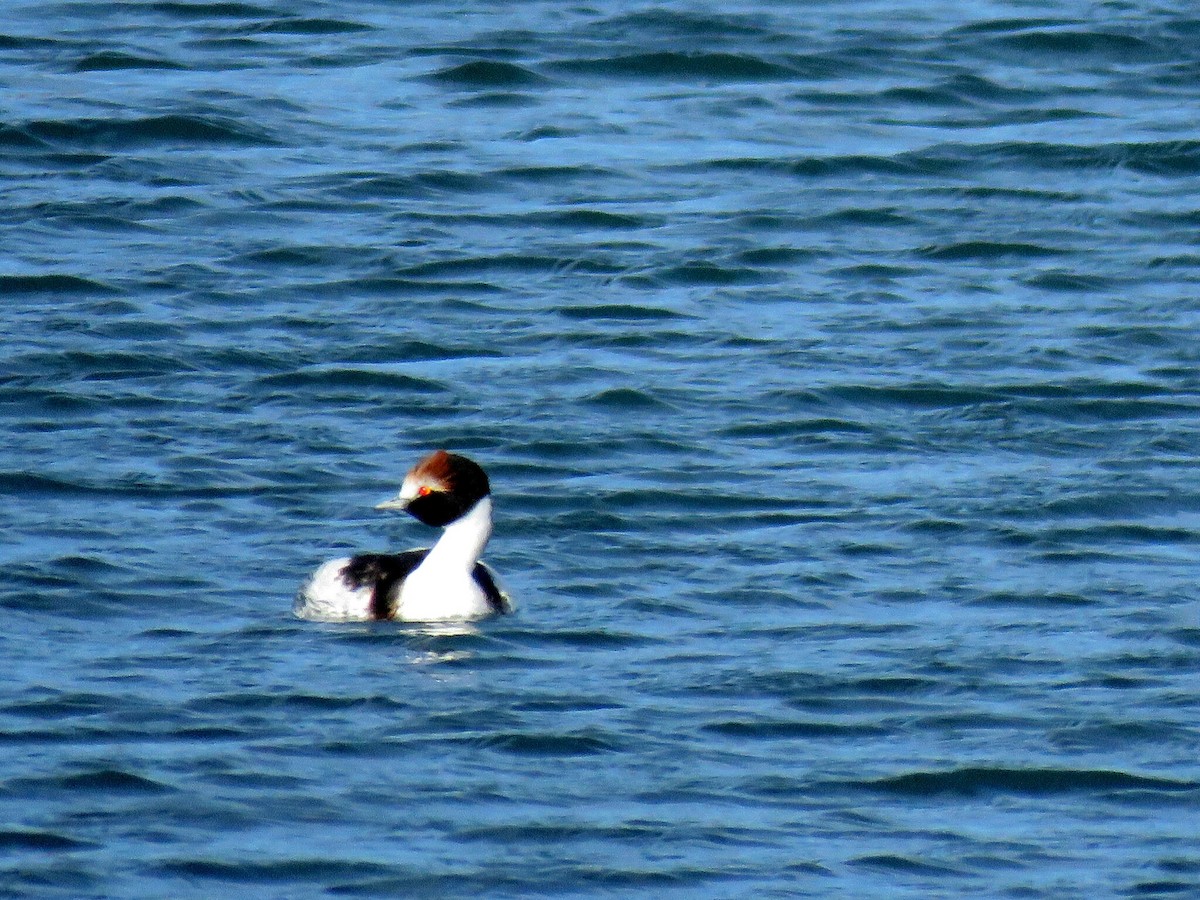 Hooded Grebe - ML617564652