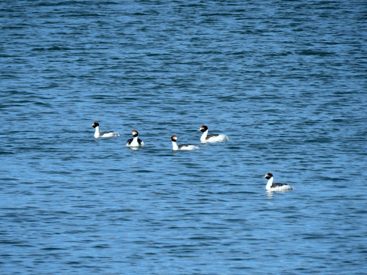 Пірникоза аргентинська - ML617564653