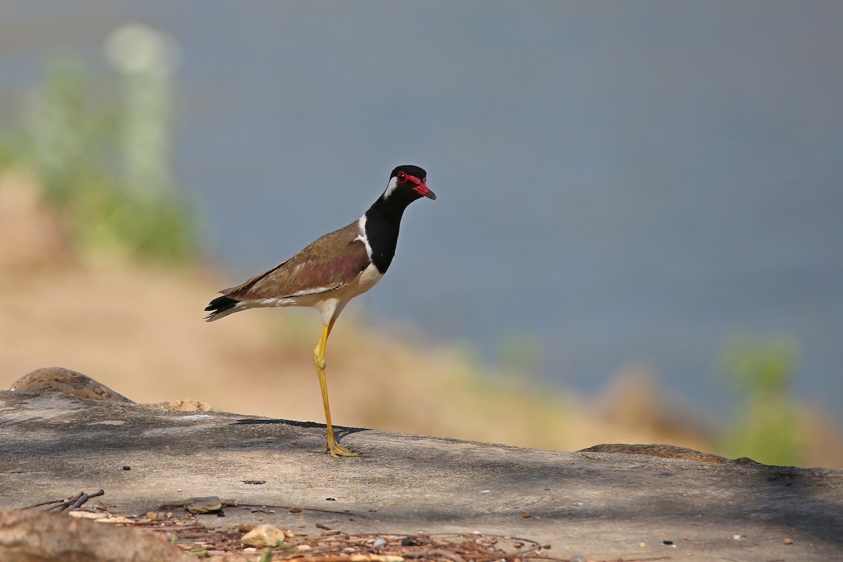 Red-wattled Lapwing - Christian H. Schulze