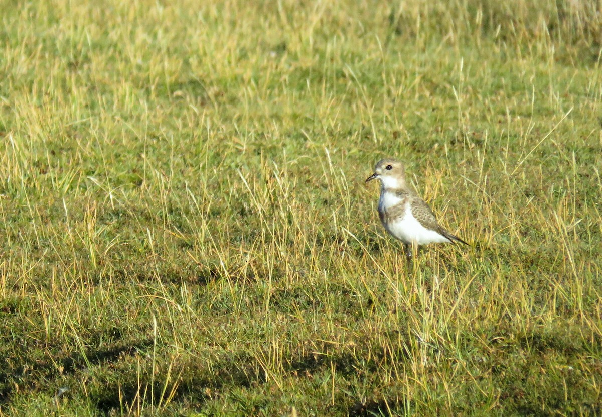 Пісочник фолклендський - ML617564658