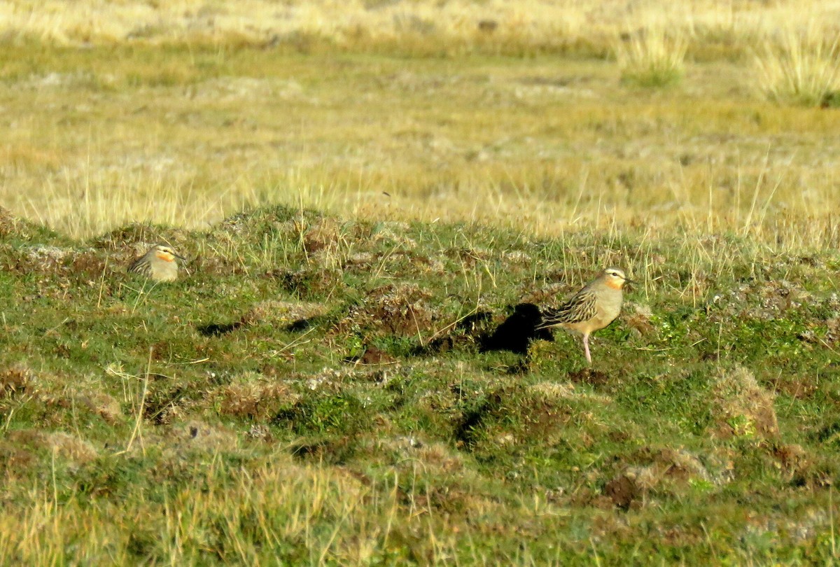 Tawny-throated Dotterel - ML617564670