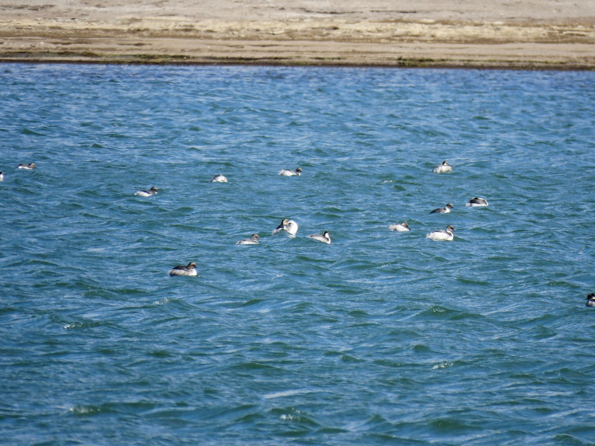 Silvery Grebe - ML617564671