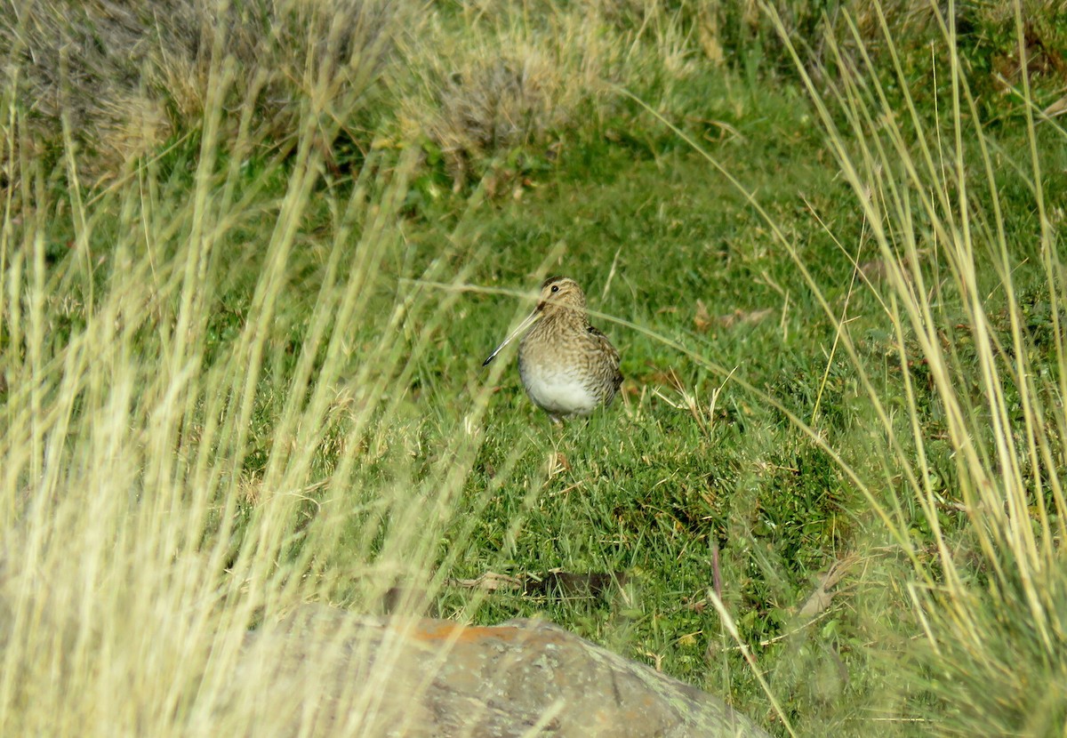 Magellanic Snipe - ML617564679