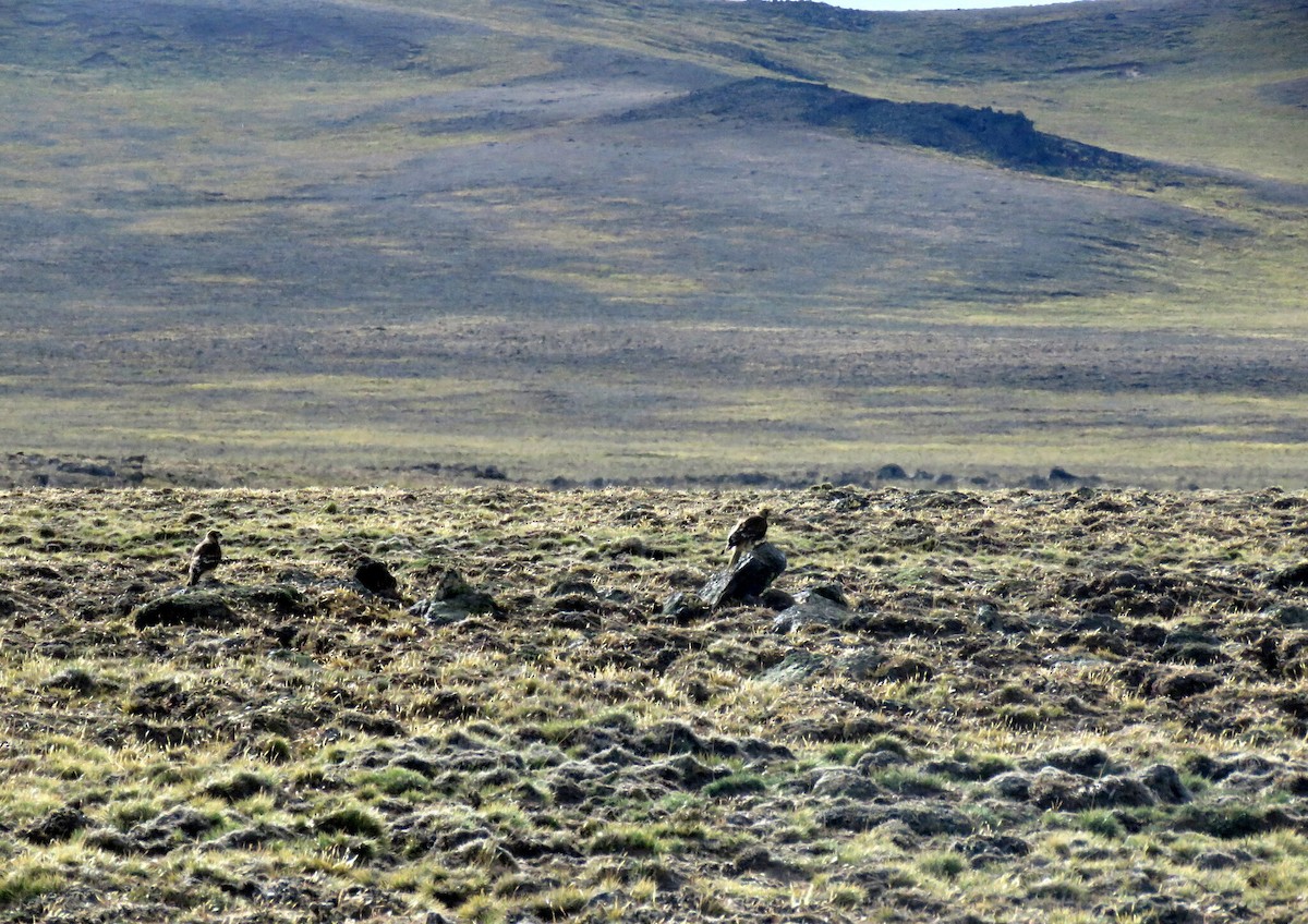 Каракара патагонська - ML617564683