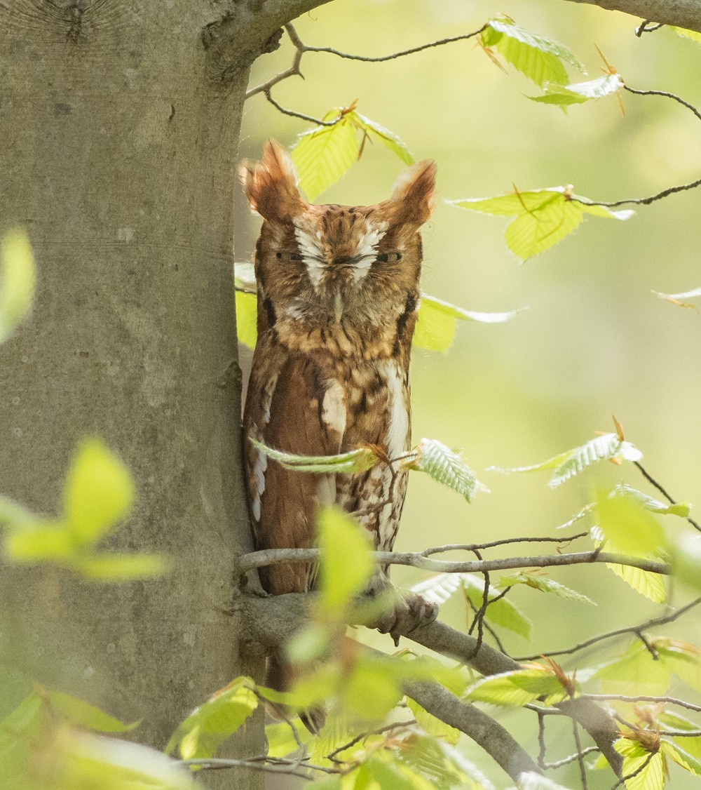Eastern Screech-Owl - Thomas Haycraft
