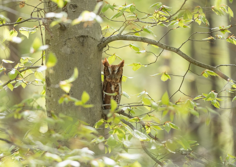 Eastern Screech-Owl - Thomas Haycraft