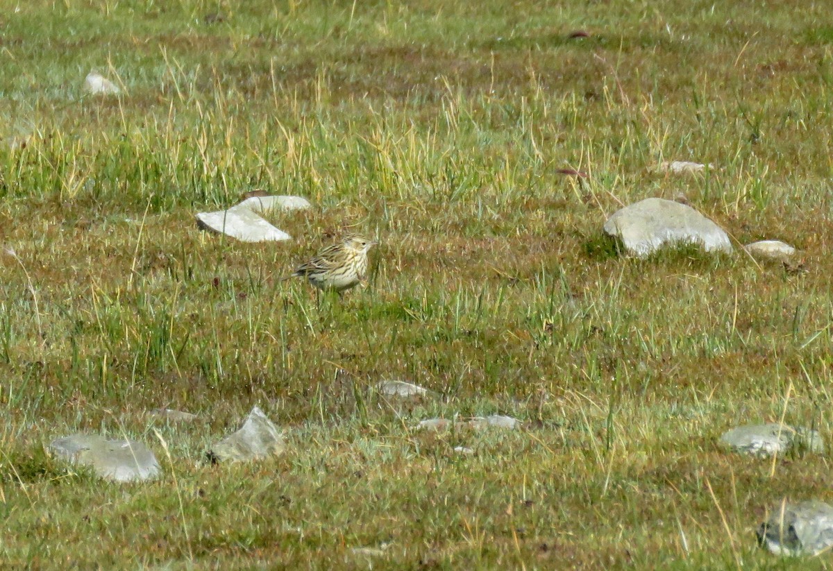 Correndera Pipit - ML617564695