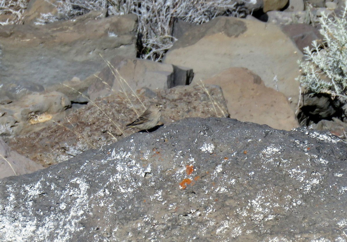 Greater Yellow-Finch - ML617564697