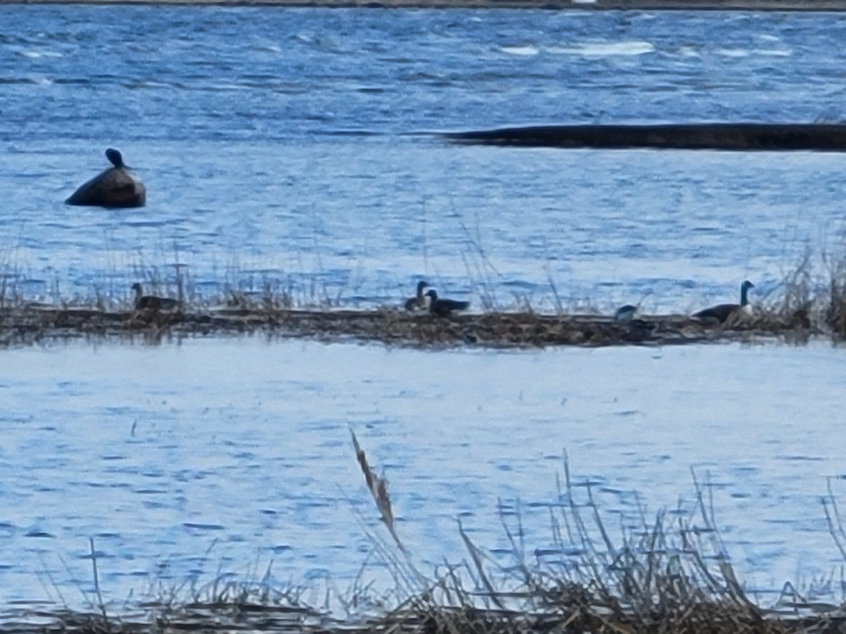 Pink-footed Goose - ML617564726