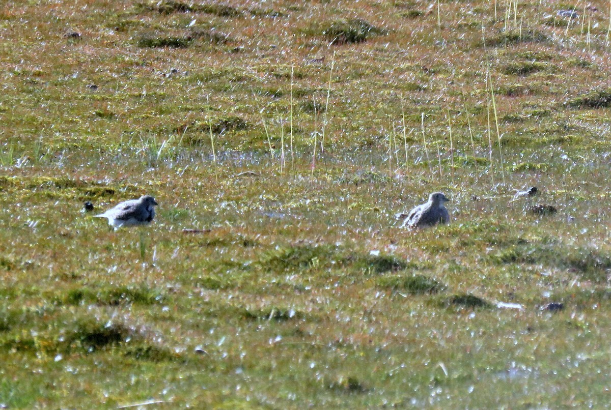 Least Seedsnipe - ML617564731