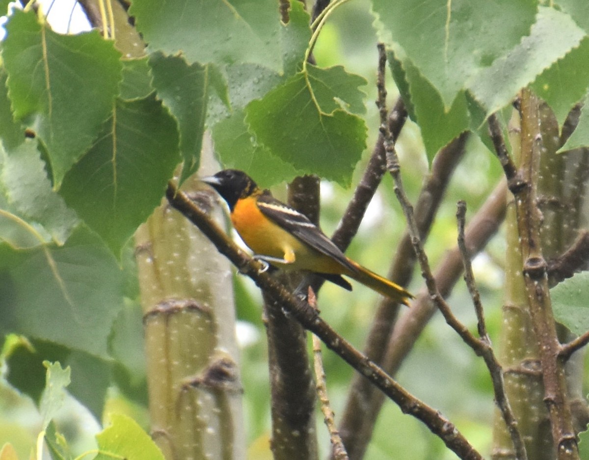 Baltimore Oriole - ML617564746